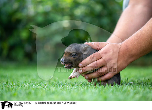 Minischwein / Mini Pig / MW-13433