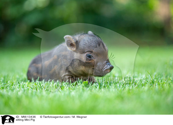 sitzendes Minischwein / sitting Mini Pig / MW-13436