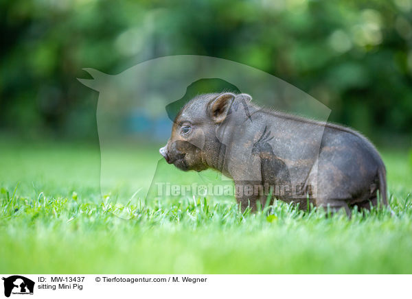 sitzendes Minischwein / sitting Mini Pig / MW-13437