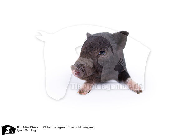 liegendes Minischwein / lying Mini Pig / MW-13442