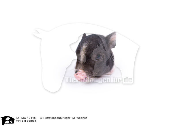 mini pig portrait / MW-13445