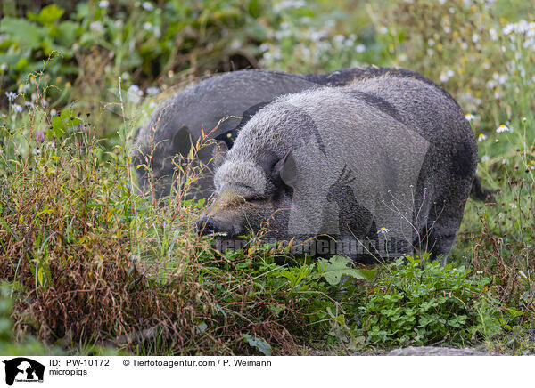 Minischweine / micropigs / PW-10172