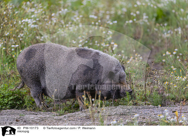 Minischwein / micropig / PW-10173