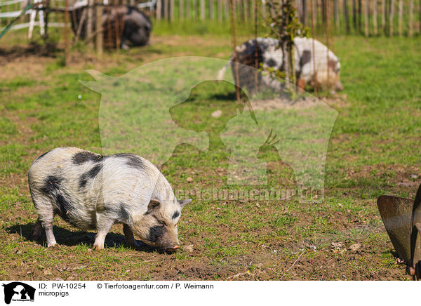 Minischweine / micropigs / PW-10254