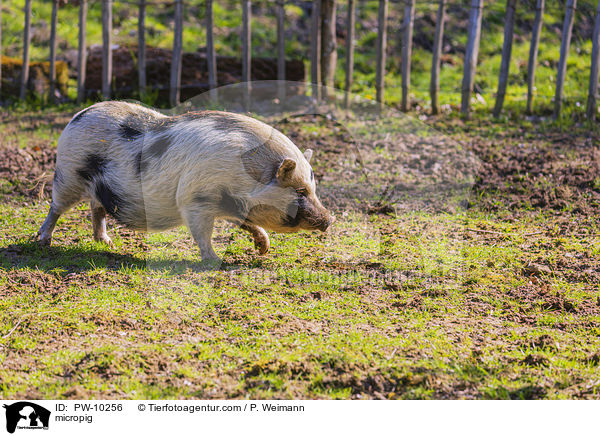 Minischwein / micropig / PW-10256