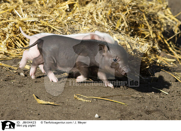 Minischwein Ferkel / Mini pig piglet / JM-04423