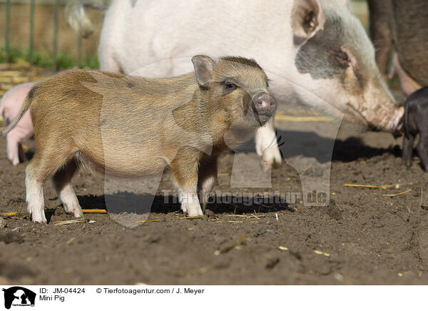 Minischwein / Mini Pig / JM-04424