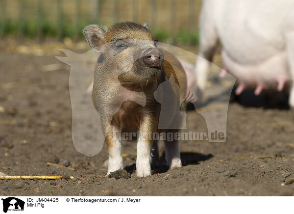 Minischwein / Mini Pig / JM-04425
