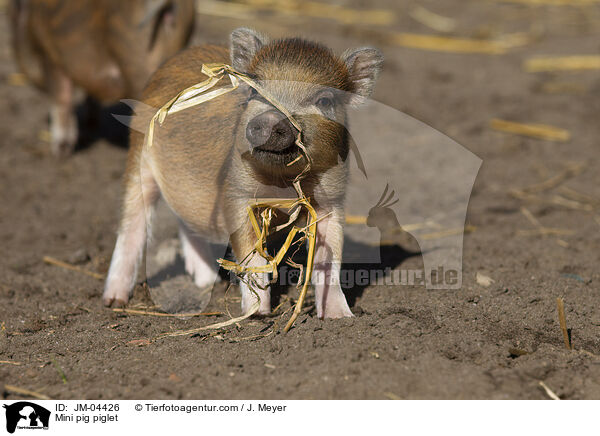 Minischwein Ferkel / Mini pig piglet / JM-04426