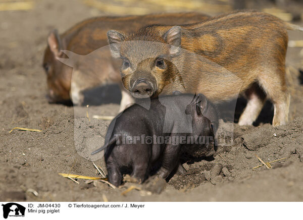 Minischwein Ferkel / Mini pig piglet / JM-04430