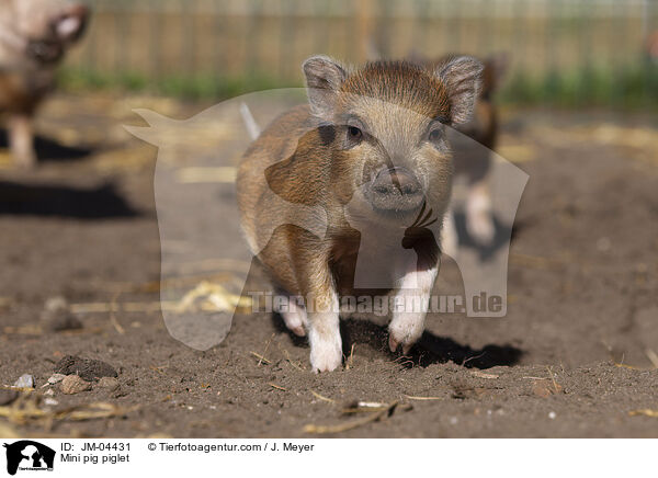 Minischwein Ferkel / Mini pig piglet / JM-04431