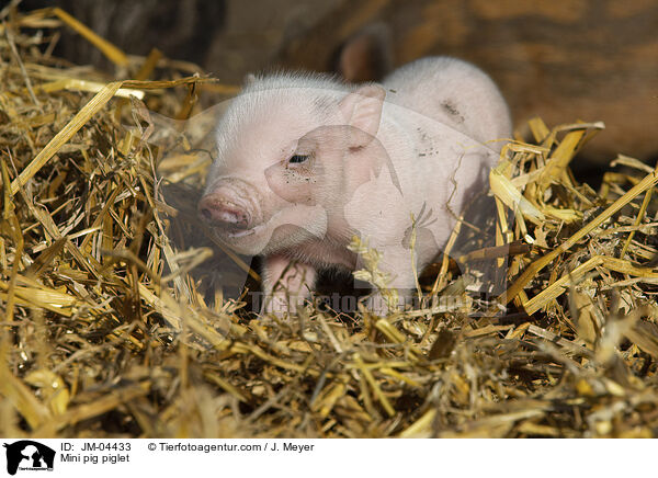 Minischwein Ferkel / Mini pig piglet / JM-04433