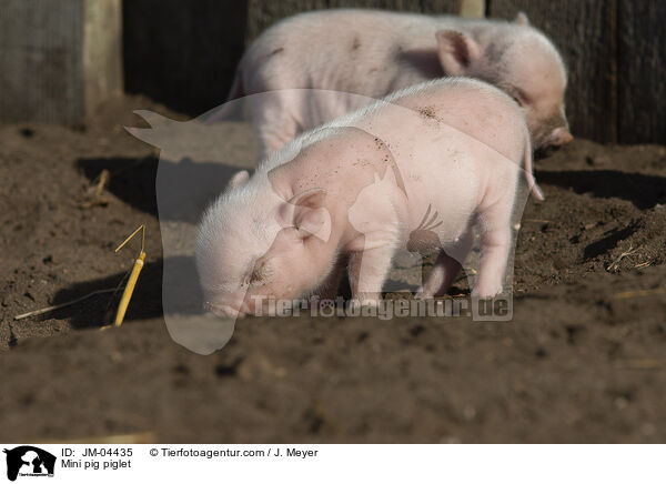 Minischwein Ferkel / Mini pig piglet / JM-04435