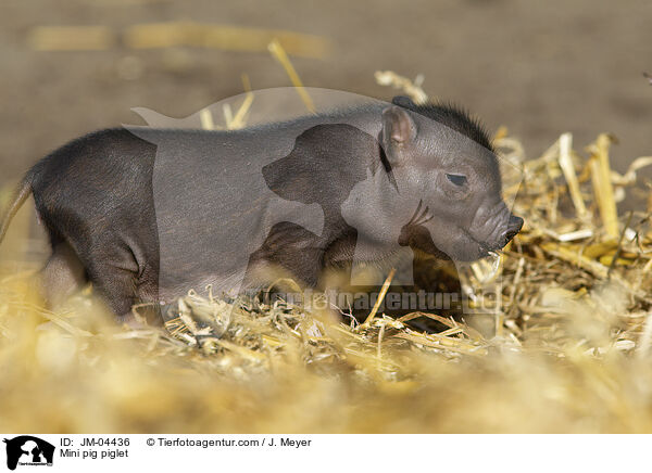 Minischwein Ferkel / Mini pig piglet / JM-04436