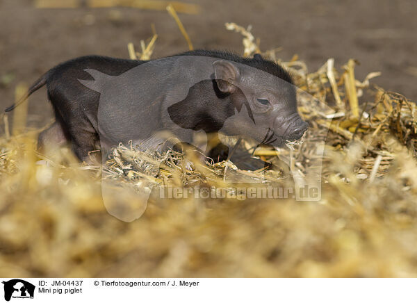 Mini pig piglet / JM-04437