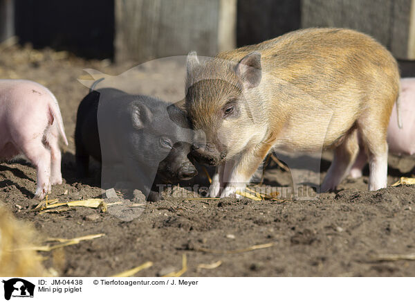 Minischwein Ferkel / Mini pig piglet / JM-04438