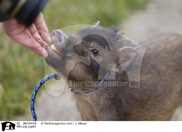 Minischwein Ferkel / Mini pig piglet / JM-04439