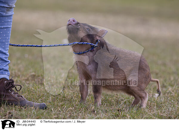 Minischwein Ferkel / Mini pig piglet / JM-04440
