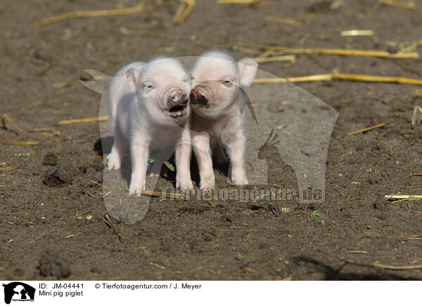 Minischwein Ferkel / Mini pig piglet / JM-04441