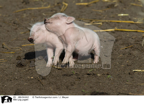 Mini pig piglet / JM-04442