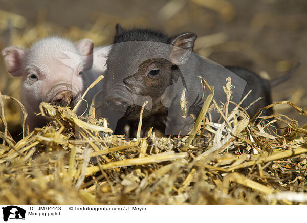 Minischwein Ferkel / Mini pig piglet / JM-04443