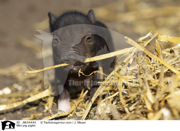 Mini pig piglet / JM-04444
