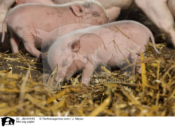 Minischwein Ferkel / Mini pig piglet / JM-04445