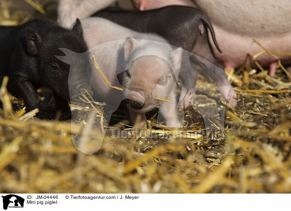 Minischwein Ferkel / Mini pig piglet / JM-04446