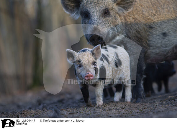 Mini Pig / JM-04447
