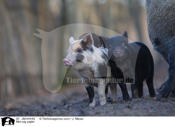 Mini pig piglet / JM-04449