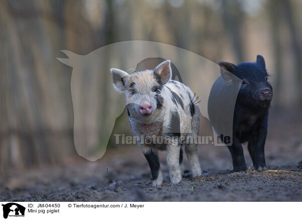 Mini pig piglet / JM-04450