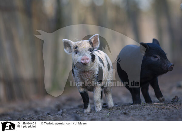Minischwein Ferkel / Mini pig piglet / JM-04451