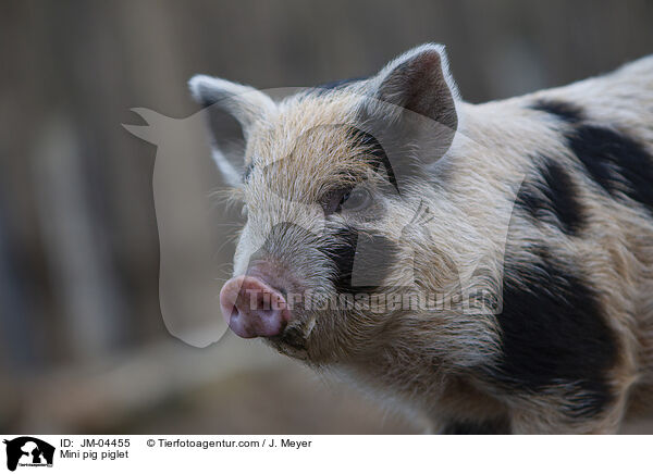 Minischwein Ferkel / Mini pig piglet / JM-04455