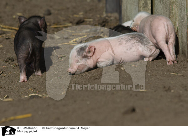 Mini pig piglet / JM-04456