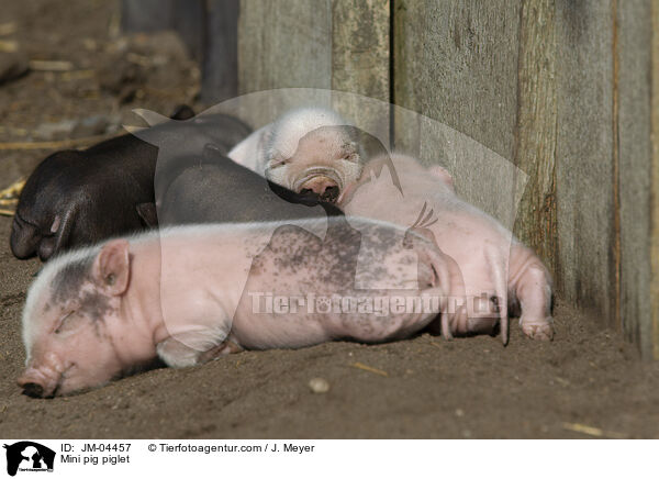 Minischwein Ferkel / Mini pig piglet / JM-04457