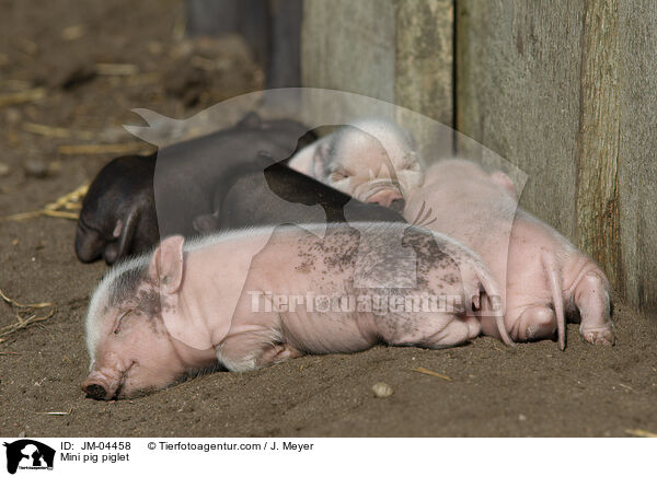 Minischwein Ferkel / Mini pig piglet / JM-04458