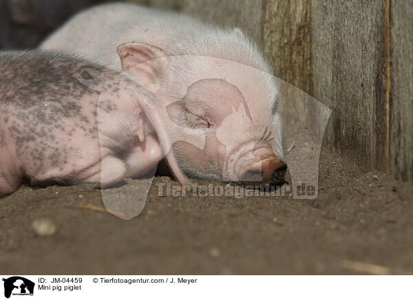 Minischwein Ferkel / Mini pig piglet / JM-04459