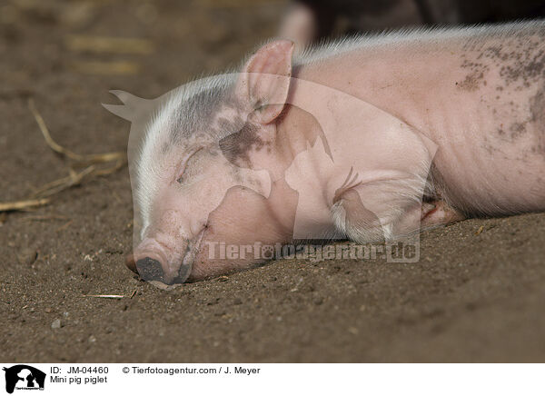 Minischwein Ferkel / Mini pig piglet / JM-04460