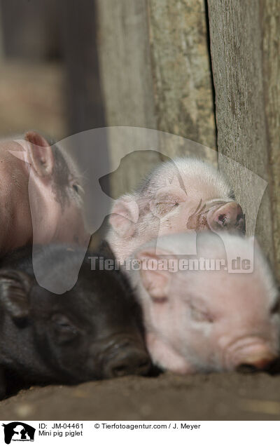 Minischwein Ferkel / Mini pig piglet / JM-04461