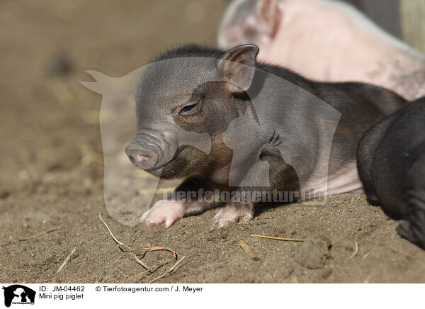 Mini pig piglet / JM-04462