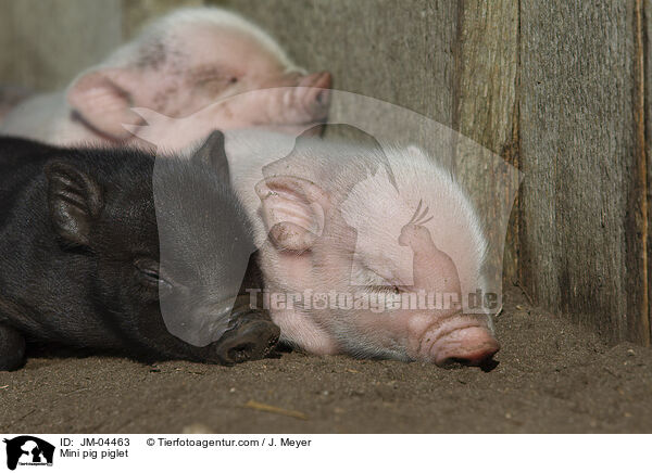 Minischwein Ferkel / Mini pig piglet / JM-04463