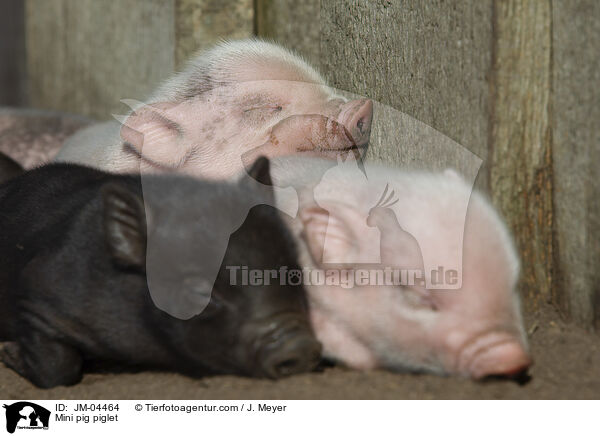 Minischwein Ferkel / Mini pig piglet / JM-04464