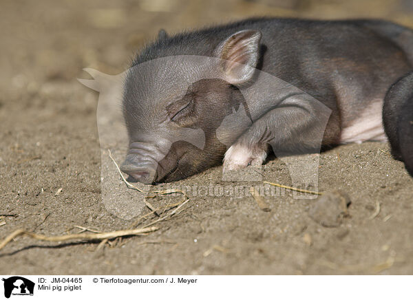 Minischwein Ferkel / Mini pig piglet / JM-04465