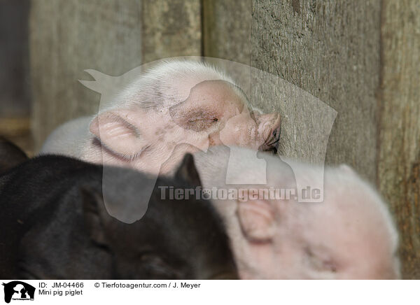 Minischwein Ferkel / Mini pig piglet / JM-04466
