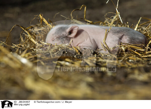 Minischwein Ferkel / Mini pig piglet / JM-04467