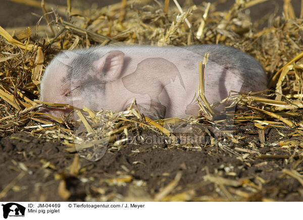 Minischwein Ferkel / Mini pig piglet / JM-04469