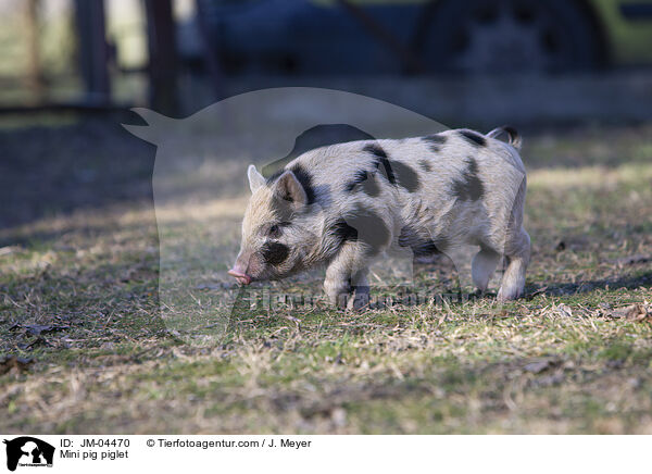 Minischwein Ferkel / Mini pig piglet / JM-04470
