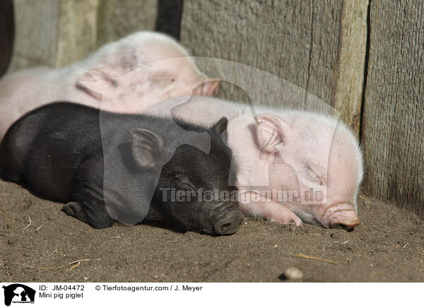 Minischwein Ferkel / Mini pig piglet / JM-04472