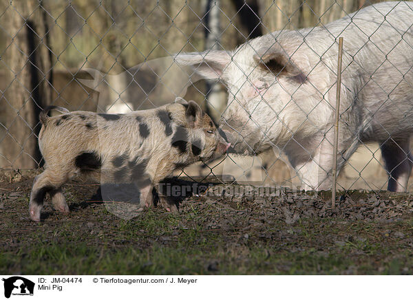 Minischwein / Mini Pig / JM-04474