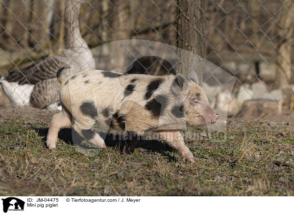 Minischwein Ferkel / Mini pig piglet / JM-04475